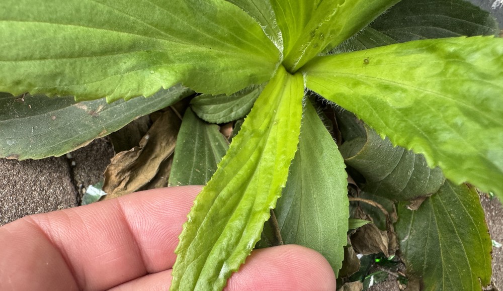 Digitalis lutea (yellow foxglove)