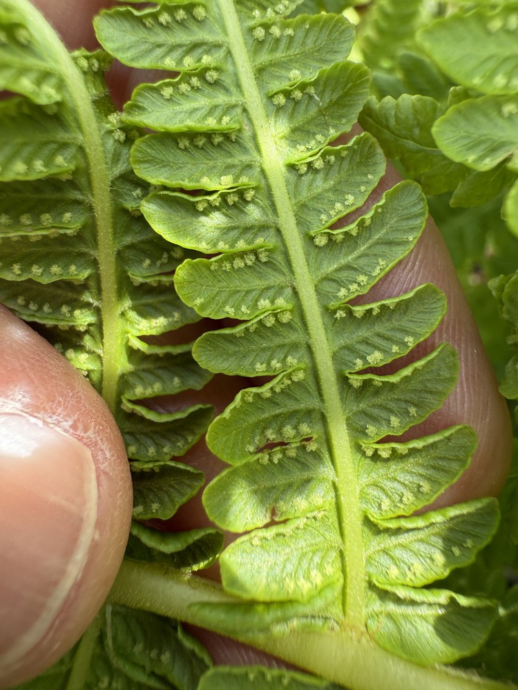 Oreopteris limbosperma (Lemon-scented Fern) (alternate view 12)