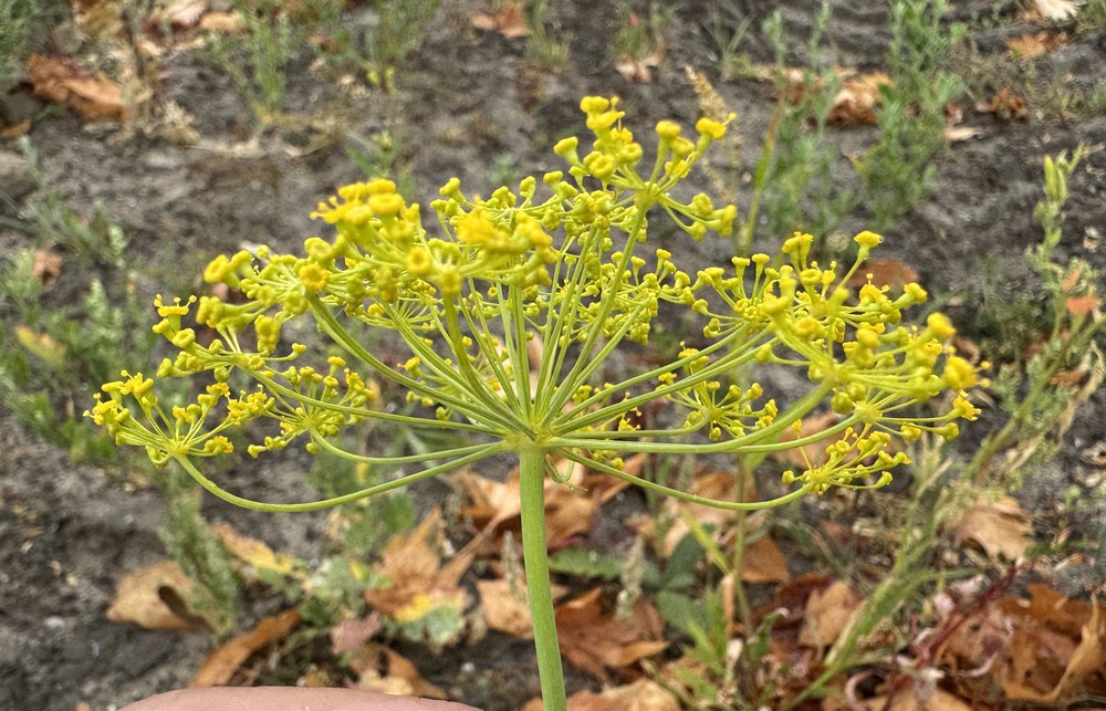 Anethum graveolens (Dill) (alternate view 11)