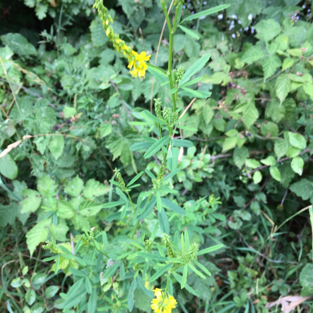 Melilotus altissimus (tall melilot) (alternate view 12)