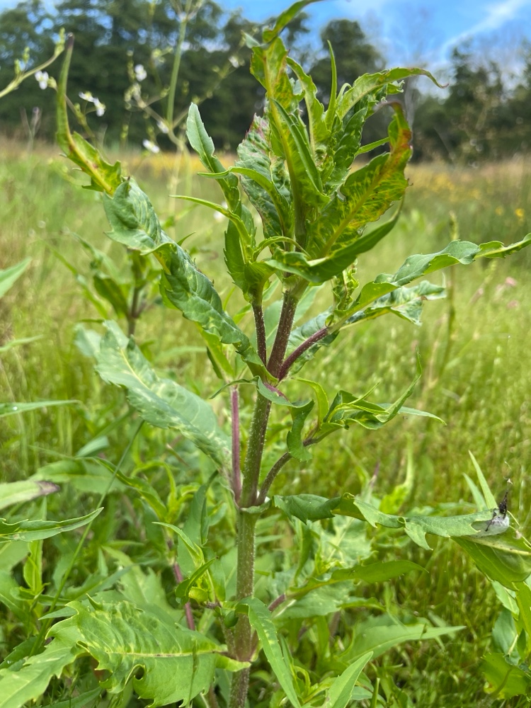 Bidens cernua (Nodding Beggarticks) (alternate view 12)