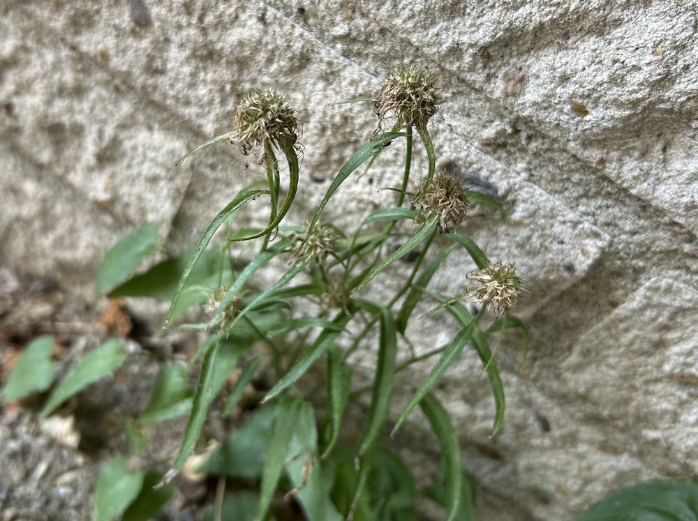 Phyteuma scheuchzeri (Oxford Rampion) (alternate view 12)