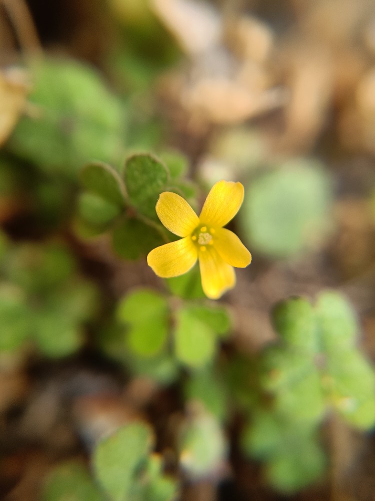 Oxalis exilis (least yellow-sorrel) (alternate view 12)