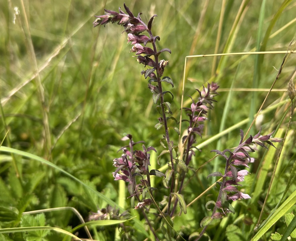 Odontites vulgaris (Red Odontites) (alternate view 11)
