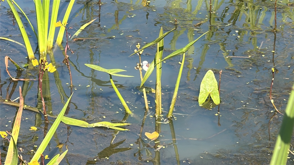 Sagittaria sagittifolia (Arrowhead) (alternate view 13)