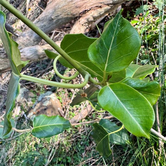 Leichhardtia rostrata (Common Milk Vine) (alternate view 6)