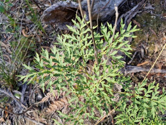 Lomatia silaifolia (Crinkle Bush) (alternate view 10)