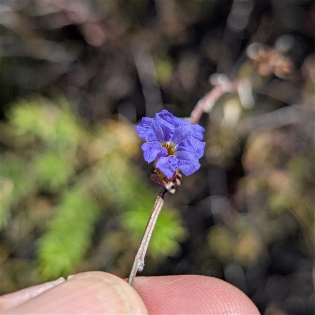 Dampiera stricta (Blue Dampiera) (alternate view 13)