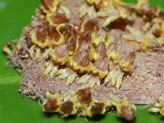 Callicoma serratifolia (Callicoma) (alternate view 13)
