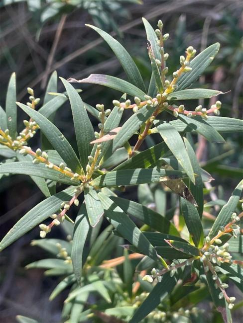 Leucopogon affinis (Lance Beard-heath) (alternate view 12)