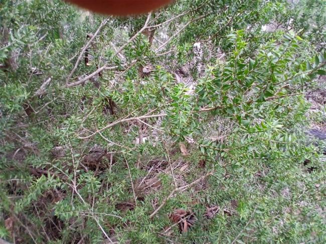 Melaleuca styphelioides (Prickly-leaved Paperbark) (alternate view 11)