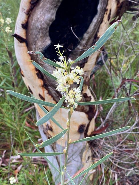Acacia suaveolens (Sweet Wattle) (alternate view 11)