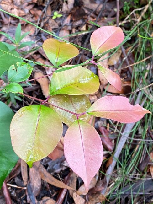 Syzygium smithii (Lilly Pilly) (alternate view 11)