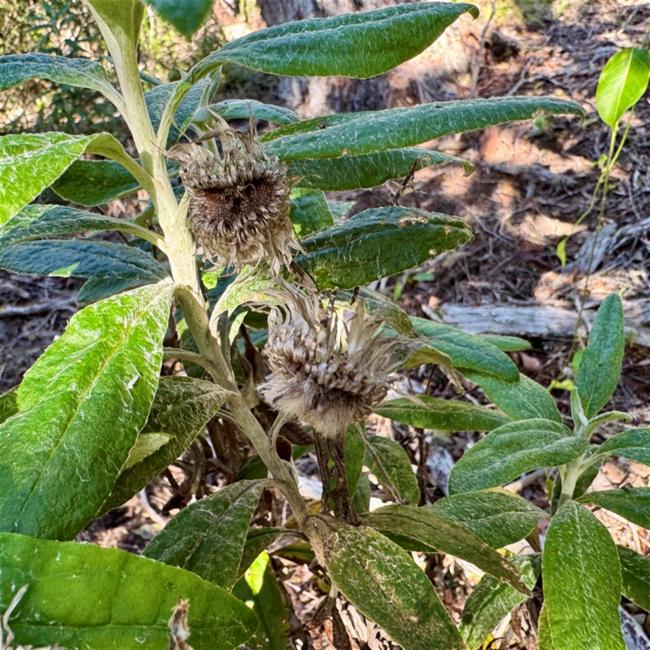 Coronidium elatum (white paper daisy) (alternate view 11)