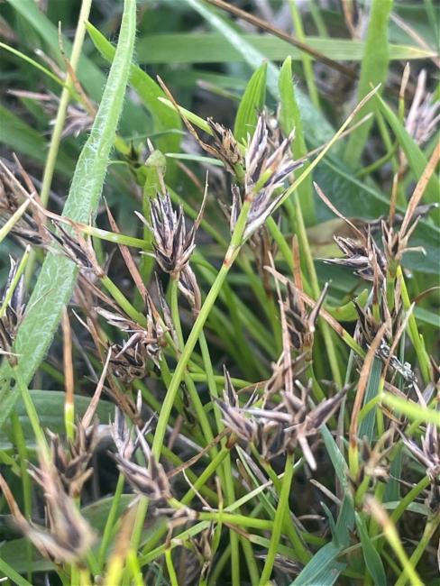 Schoenus apogon (common bog-rush) (alternate view 13)