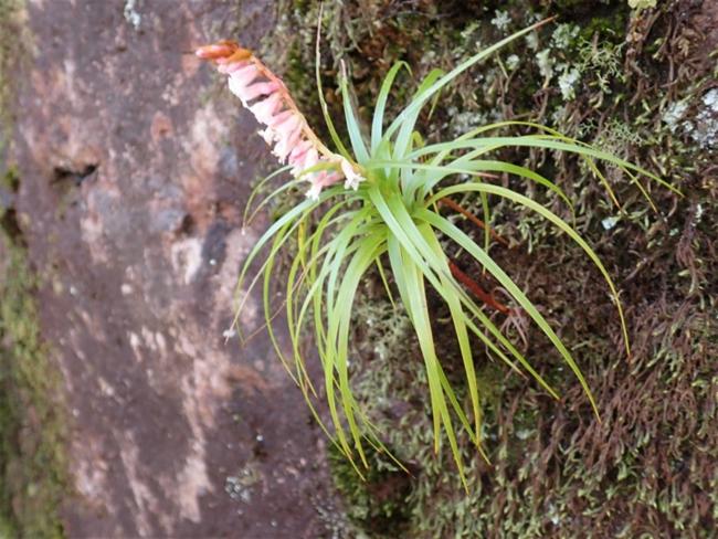 Dracophyllum secundum (necklace heath) (alternate view 13)