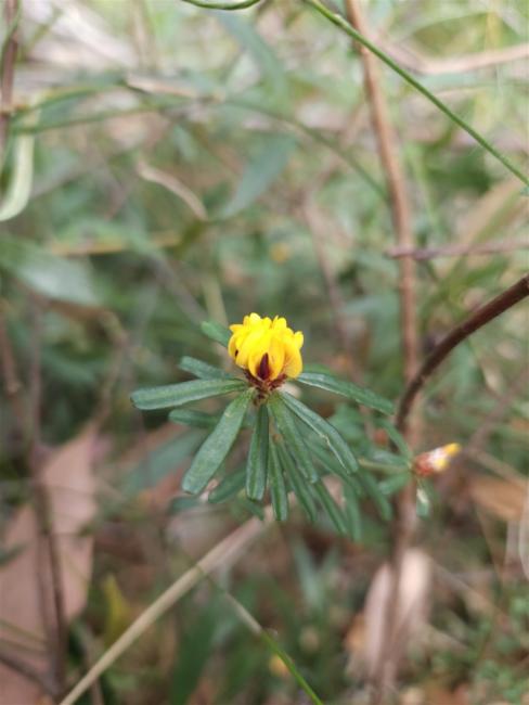 Pultenaea retusa (Notched Bush-pea) (alternate view 8)