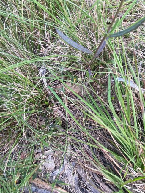 Hovea heterophylla (common hovea) (alternate view 11)