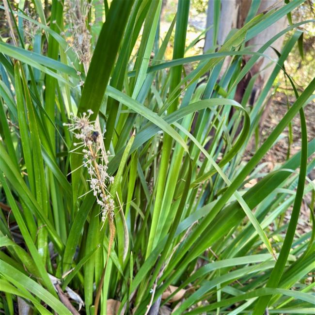 Lomandra hystrix (green mat-rush) (alternate view 11)