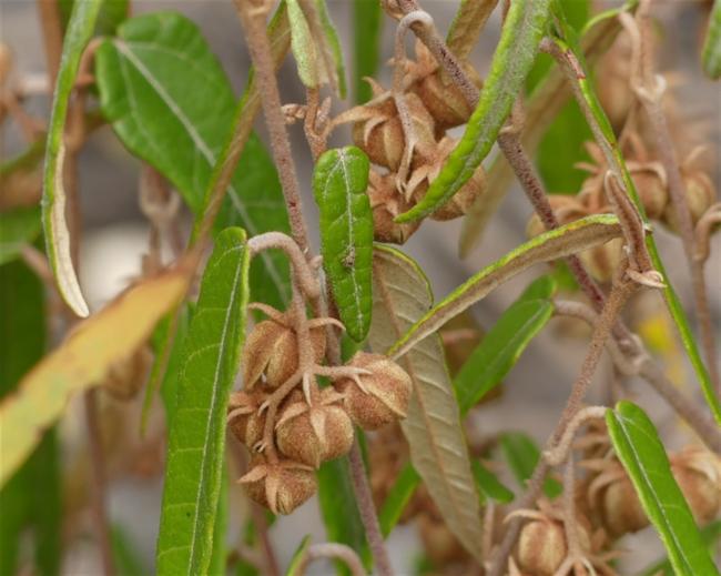 Lasiopetalum ferrugineum (Rusty Petals) (alternate view 11)