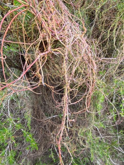 Cassytha pubescens (Downy Dodder-laurel) (alternate view 12)