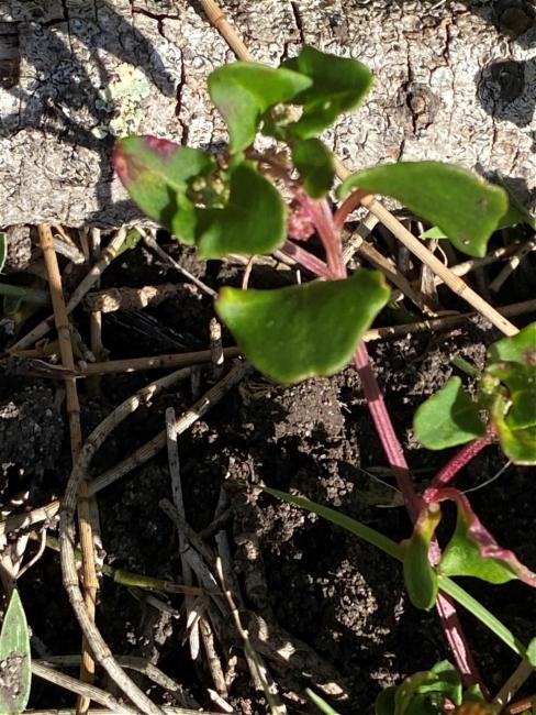 Chenopodium robertianum (Saloop) (alternate view 7)