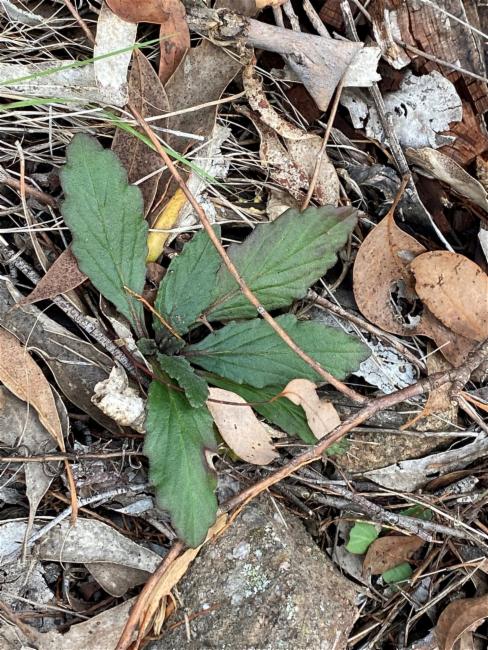 Ajuga australis (Austral Bugle) (alternate view 13)