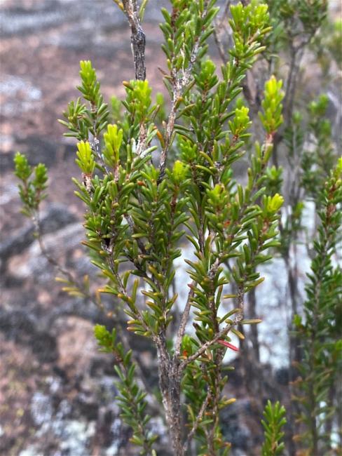 Calytrix tetragona (Fringe Myrtle) (alternate view 13)