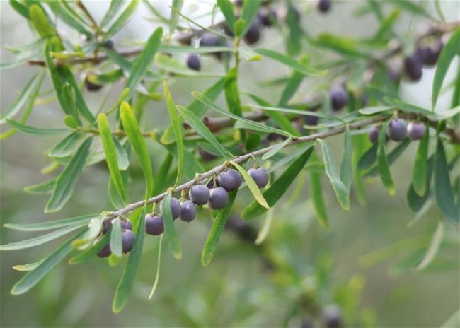 Melicytus dentatus (tree violet) (alternate view 8)