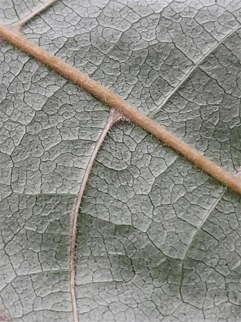 Toona ciliata (Australian Red Cedar) (alternate view 11)