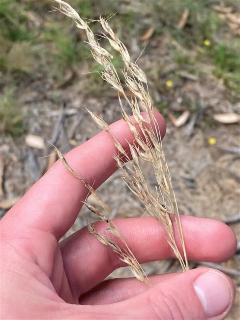 Rytidosperma pallidum (red-anther wallaby grass) (alternate view 11)