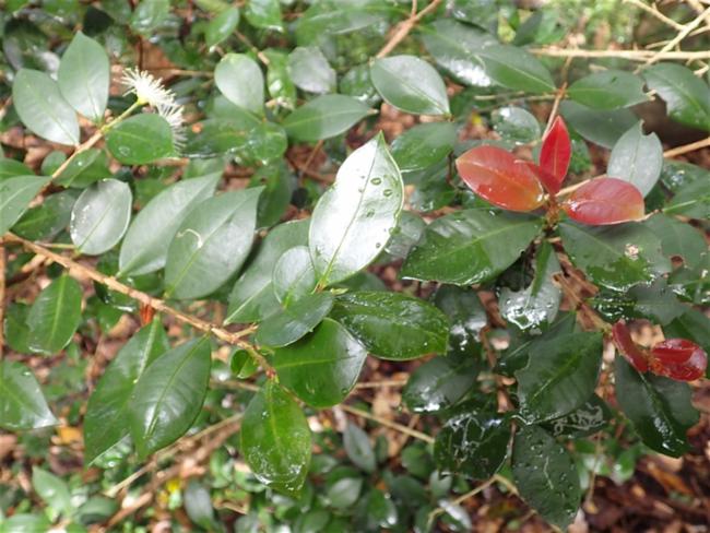 Syzygium australe (scrub cherry) (alternate view 12)