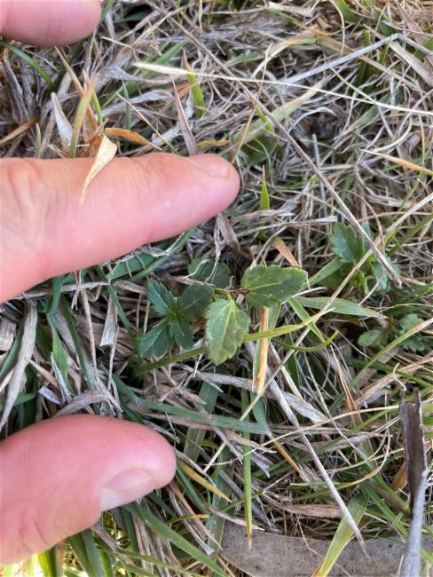 Veronica plebeia (Australian Speedwell) (alternate view 12)