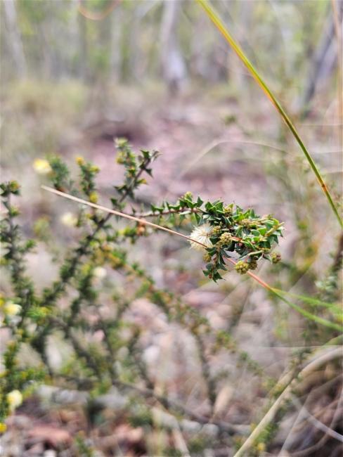 Acacia gunnii (ploughshare wattle) (alternate view 11)