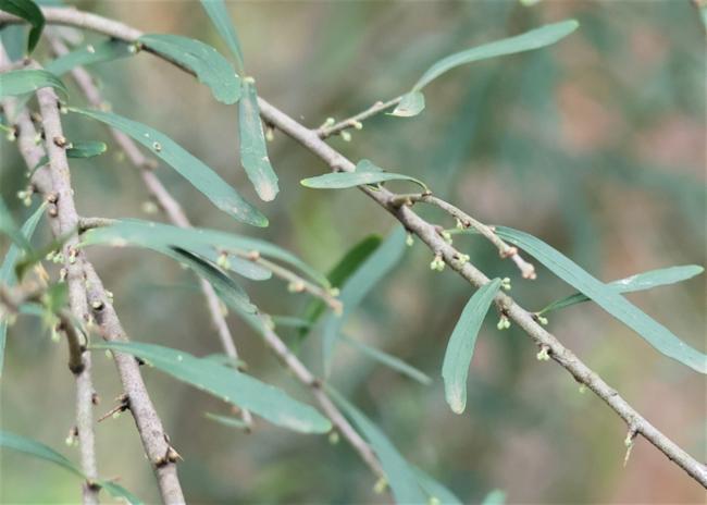Melicytus dentatus (tree violet) (alternate view 9)