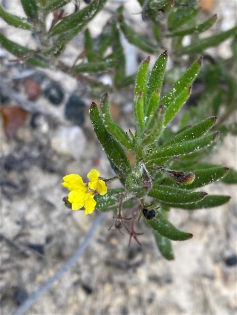 Goodenia heterophylla (Variable-leaved Goodenia) (alternate view 9)