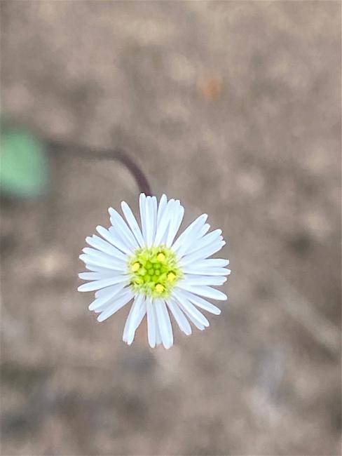 Lagenophora sublyrata (slender bottle-daisy) (alternate view 9)