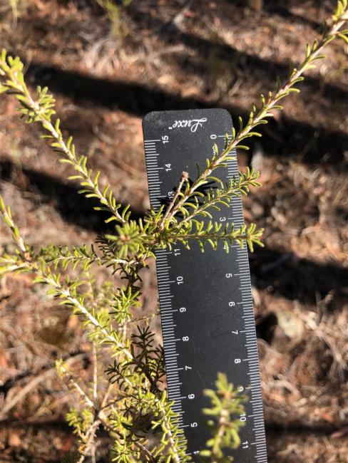 Calytrix tetragona (Fringe Myrtle) (alternate view 12)