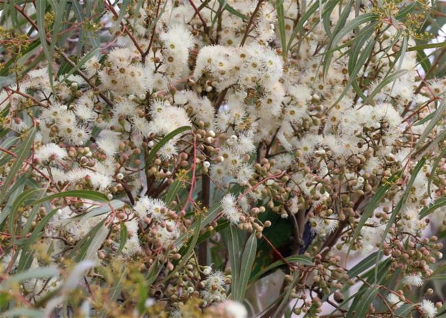 Corymbia variegata (Northern Spotted Gum) (alternate view 7)