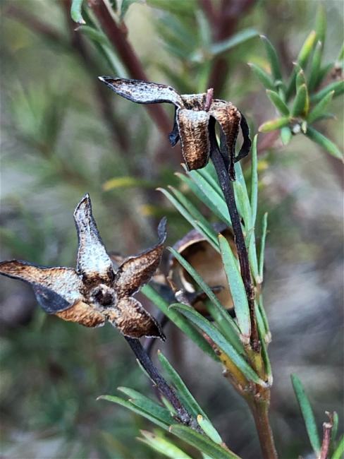 Gompholobium huegelii (Common Wedge-pea) (alternate view 10)
