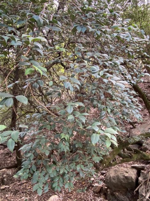 Backhousia myrtifolia (Grey Myrtle) (alternate view 11)