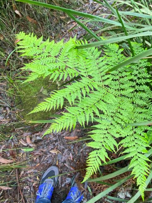 Calochlaena dubia (Common Ground Fern) (alternate view 11)