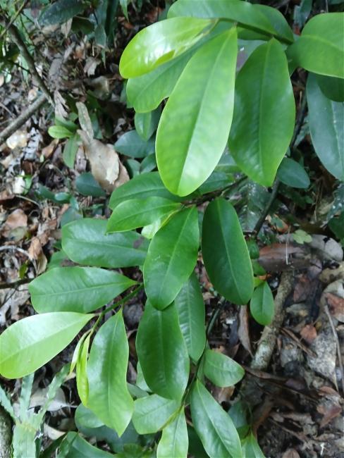 Eupomatia laurina (Bolwarra) (alternate view 11)