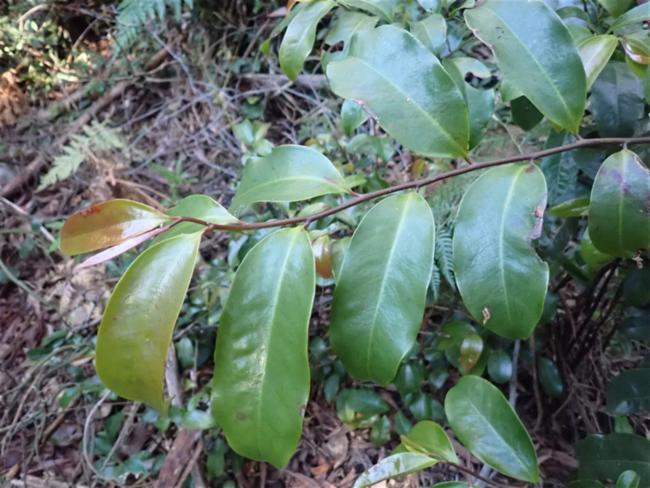 Eupomatia laurina (Bolwarra) (alternate view 10)