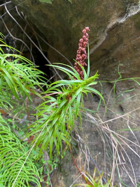 Dracophyllum secundum (necklace heath) (alternate view 12)