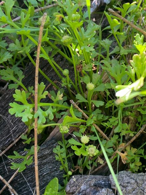 Leptinella