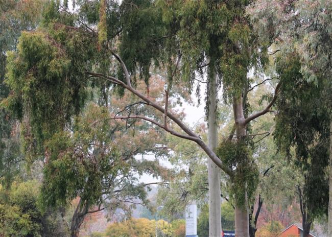 Corymbia variegata (Northern Spotted Gum) (alternate view 8)