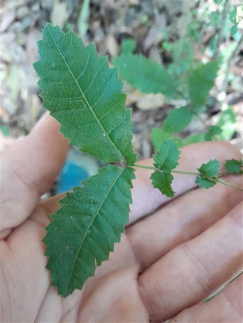 Alectryon tomentosus (Hairy Alectryon) (alternate view 11)