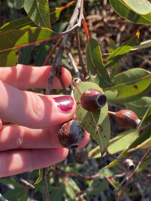 Corymbia gummifera (Red Bloodwood) (alternate view 11)