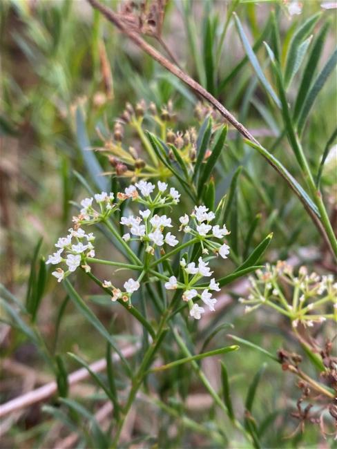 Platysace linearifolia (Carrot Tops) (alternate view 11)